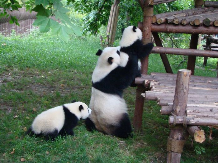 base-investigacion-chengdu-guarderia-osos-panda (10)