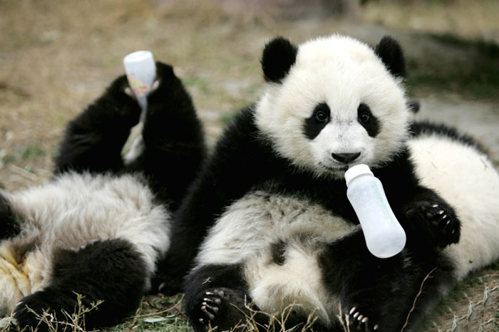 base-investigacion-chengdu-guarderia-osos-panda (12)