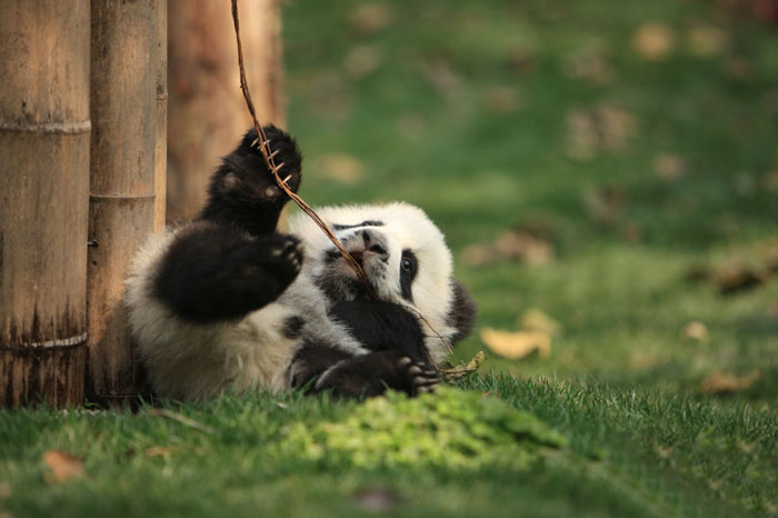 base-investigacion-chengdu-guarderia-osos-panda (13)