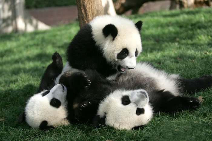 base-investigacion-chengdu-guarderia-osos-panda (14)