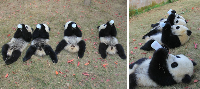 base-investigacion-chengdu-guarderia-osos-panda (15)