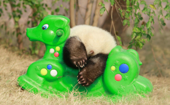base-investigacion-chengdu-guarderia-osos-panda (16)