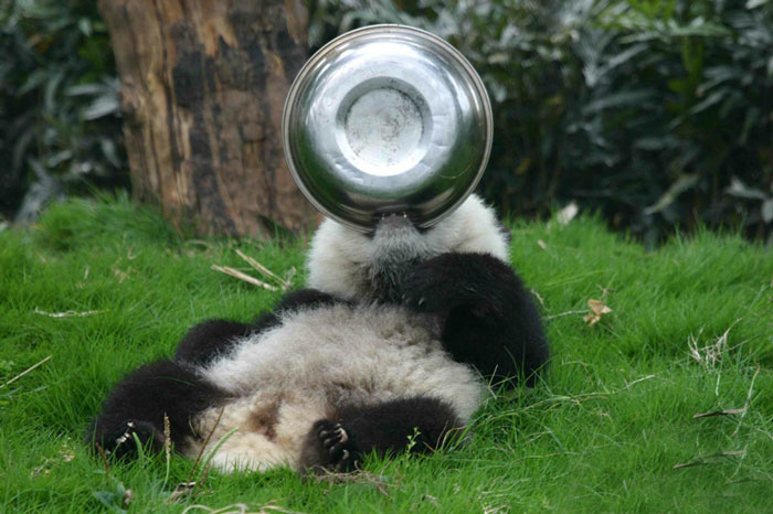 base-investigacion-chengdu-guarderia-osos-panda (17)