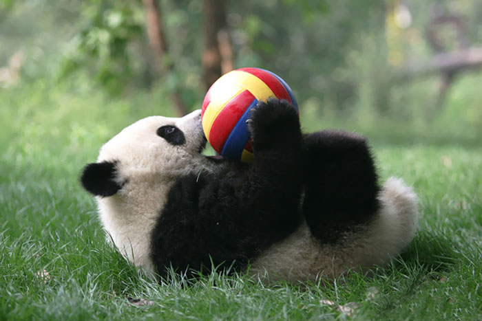 base-investigacion-chengdu-guarderia-osos-panda (2)