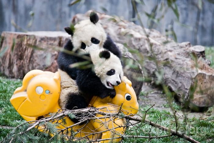 base-investigacion-chengdu-guarderia-osos-panda (3)