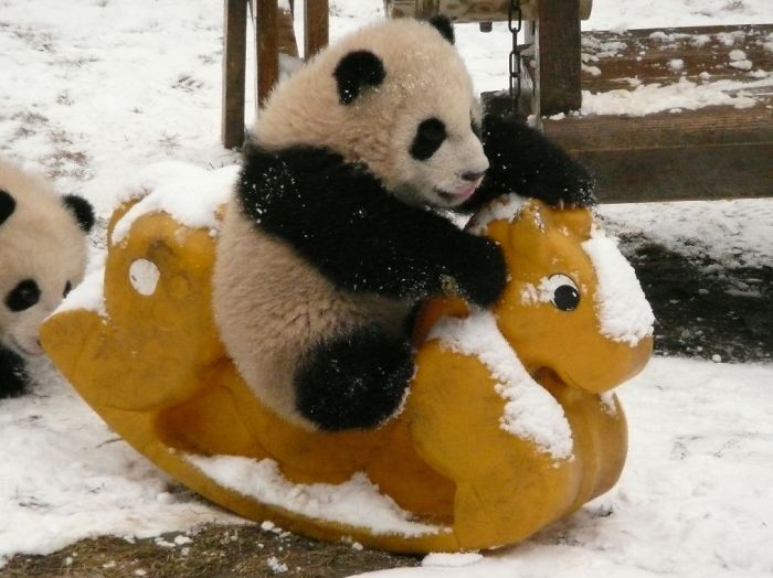 base-investigacion-chengdu-guarderia-osos-panda (4)