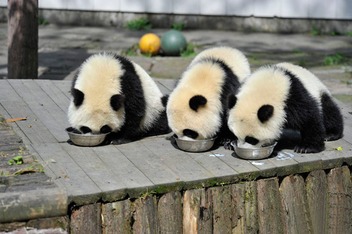 base-investigacion-chengdu-guarderia-osos-panda (5)