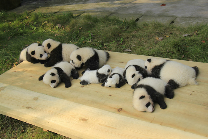 base-investigacion-chengdu-guarderia-osos-panda (8)