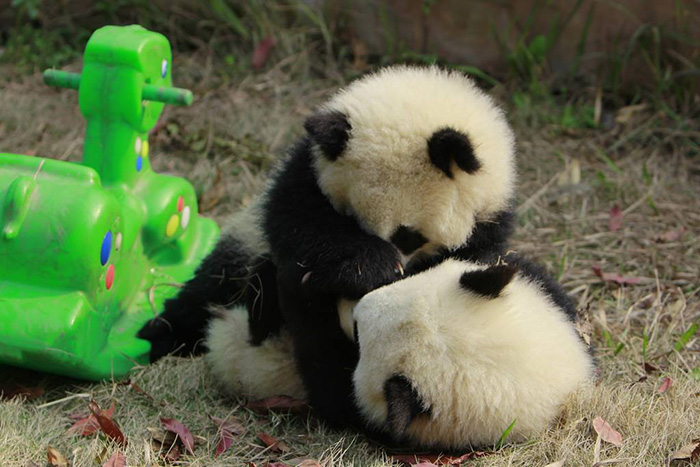 base-investigacion-chengdu-guarderia-osos-panda (9)