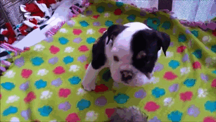 cachorro-perro-bulldog-2-patas-bonsai (1)