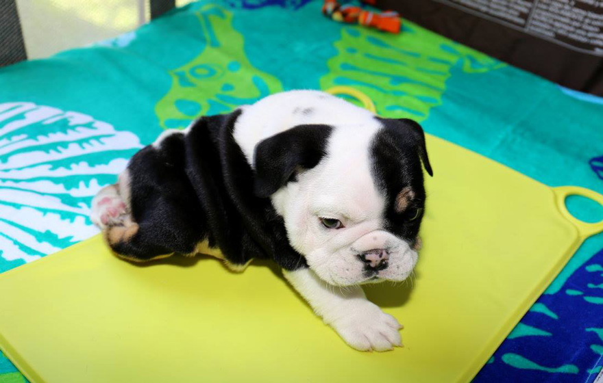 cachorro-perro-bulldog-2-patas-bonsai (1)