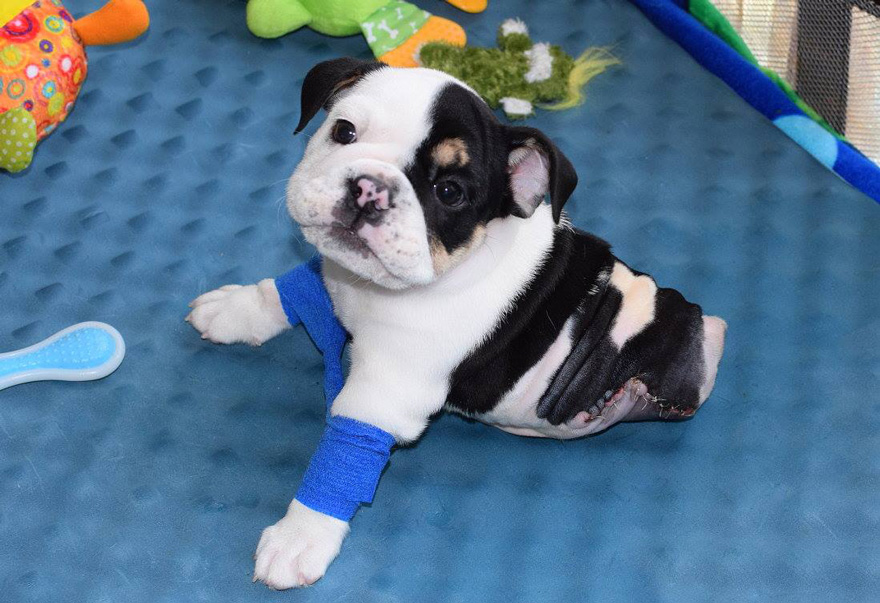cachorro-perro-bulldog-2-patas-bonsai (10)