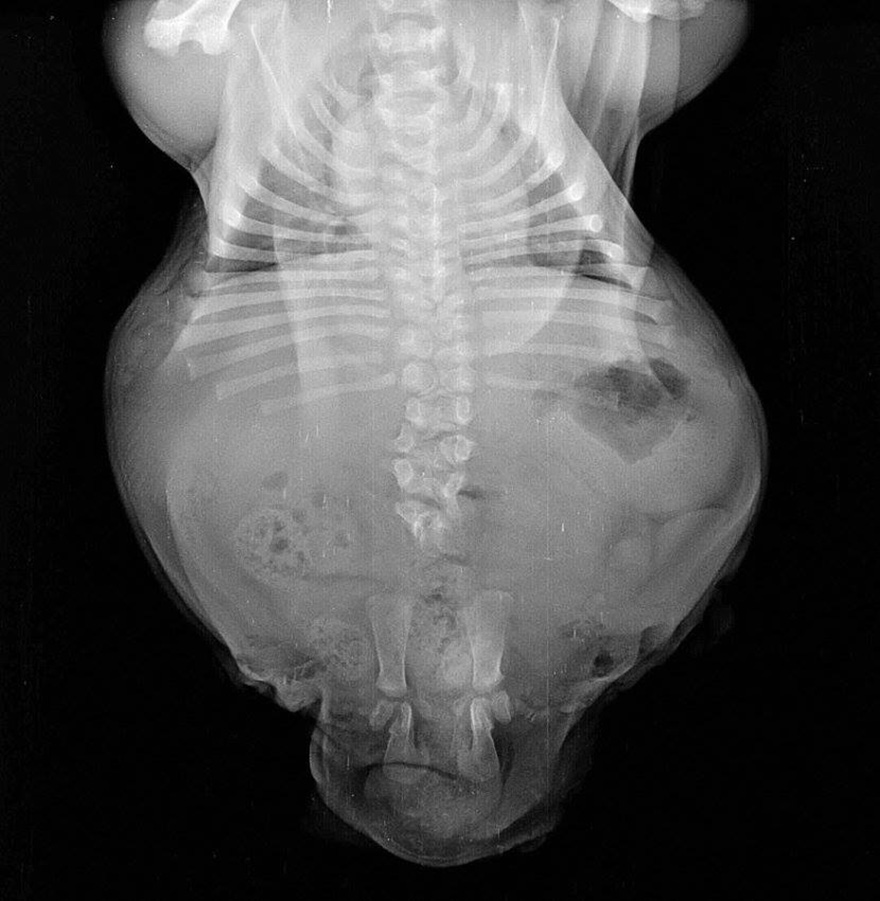 cachorro-perro-bulldog-2-patas-bonsai (11)