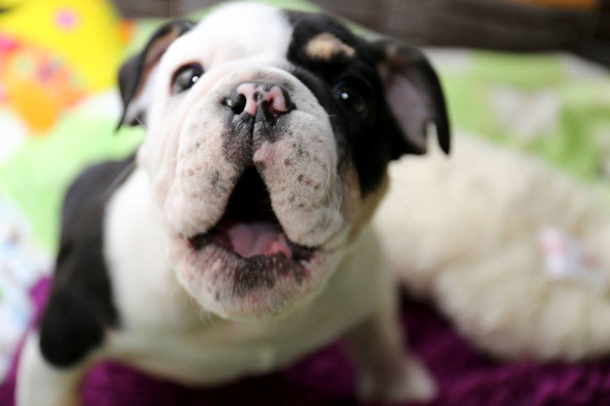 cachorro-perro-bulldog-2-patas-bonsai (2)