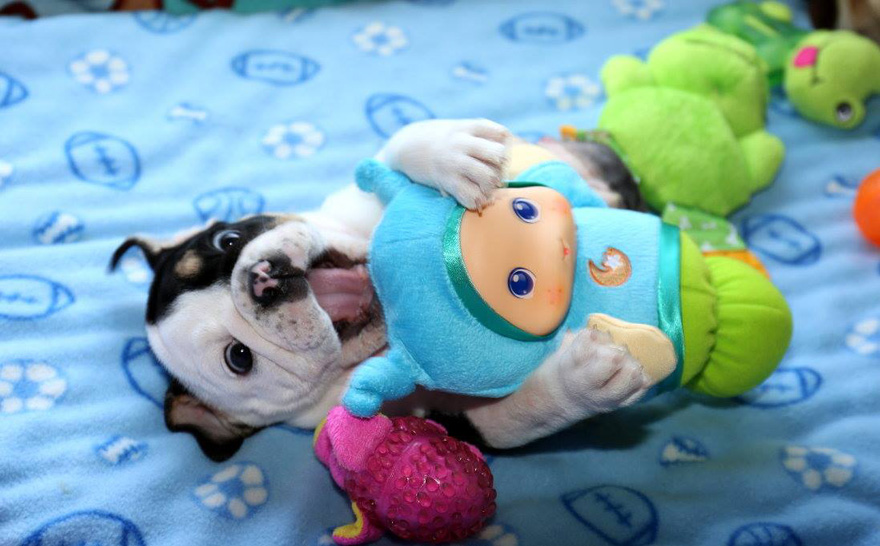 cachorro-perro-bulldog-2-patas-bonsai (3)