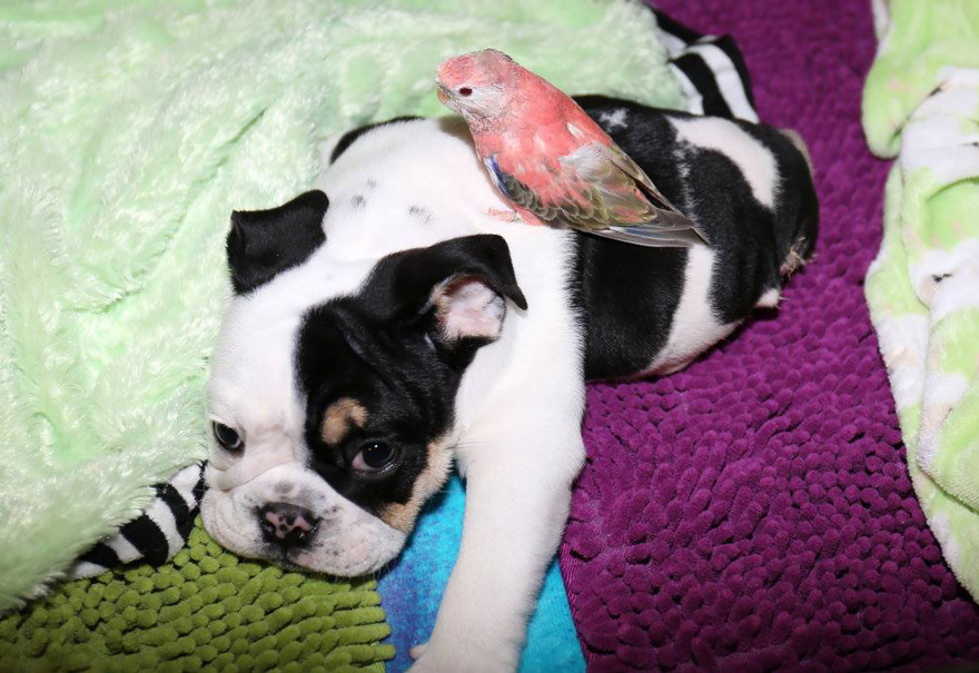cachorro-perro-bulldog-2-patas-bonsai (4)