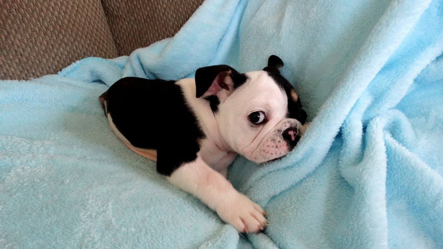 cachorro-perro-bulldog-2-patas-bonsai (6)