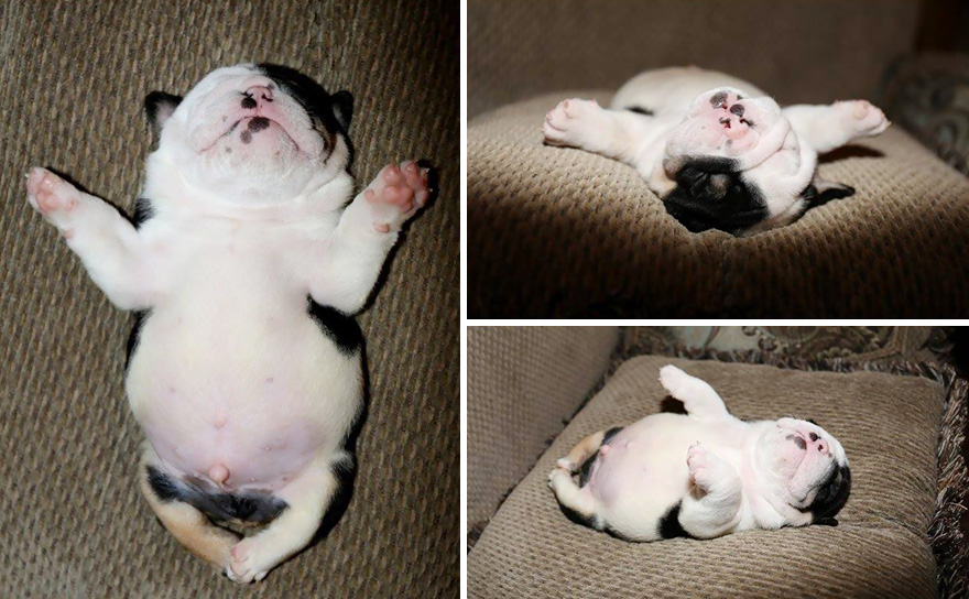 cachorro-perro-bulldog-2-patas-bonsai (7)
