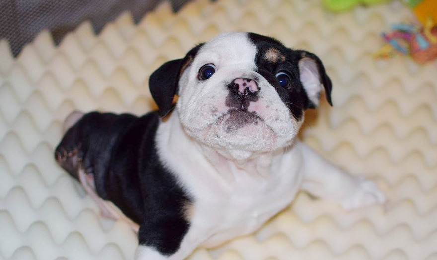 cachorro-perro-bulldog-2-patas-bonsai (9)