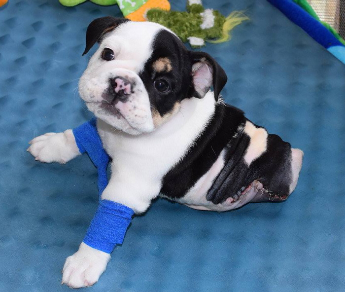 La mitad de perro pero el doble de amor: Este cachorro rescatado solo tiene 2 patas y necesita tu ayuda