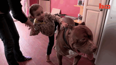 cachorros-hulk-pitbull-gigante (1)