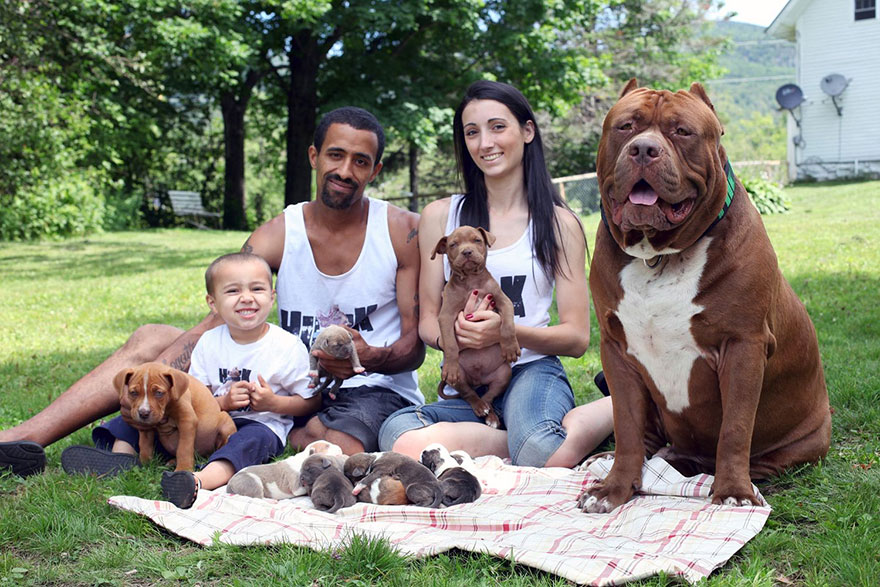 cachorros-hulk-pitbull-gigante (1)