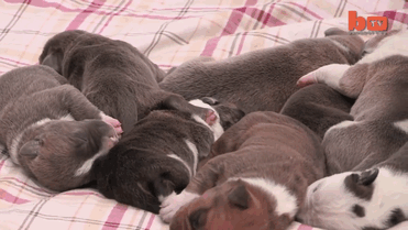 cachorros-hulk-pitbull-gigante (2)