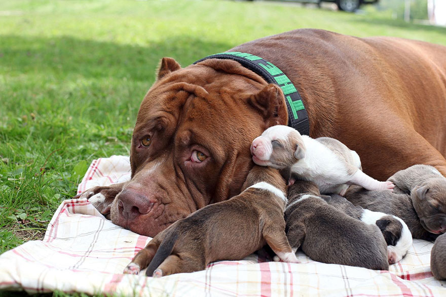 cachorros-hulk-pitbull-gigante (2)