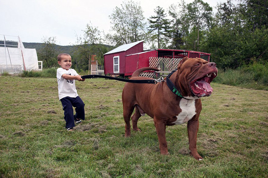 cachorros-hulk-pitbull-gigante (3)
