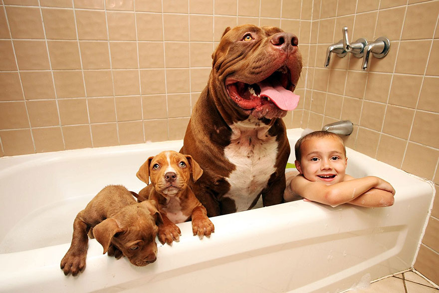 cachorros-hulk-pitbull-gigante (4)