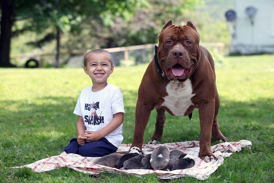 cachorros-hulk-pitbull-gigante (5)