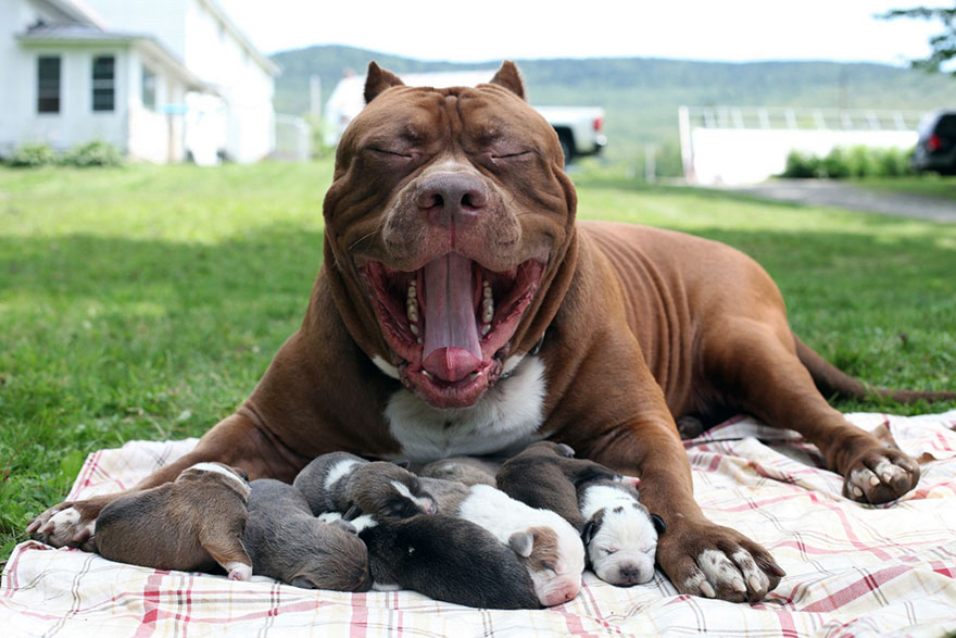 cachorros-hulk-pitbull-gigante (6)