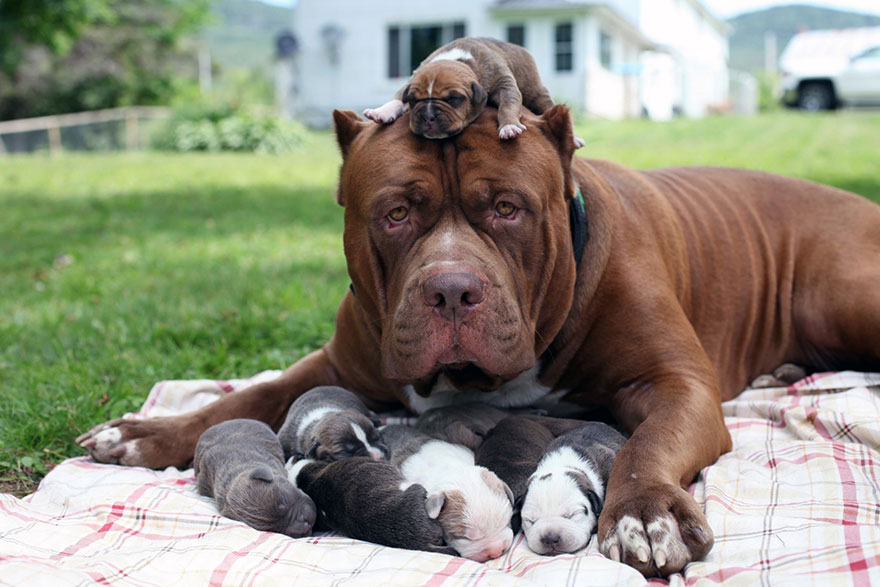 cachorros-hulk-pitbull-gigante (7)