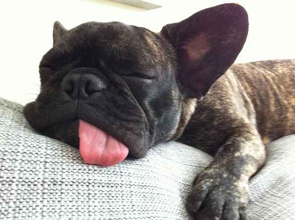 cachorros-perro-durmiendo (1)