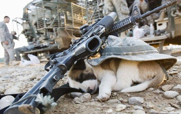 cachorros-perro-durmiendo (10)