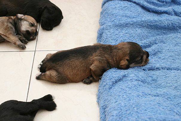 cachorros-perro-durmiendo (13)