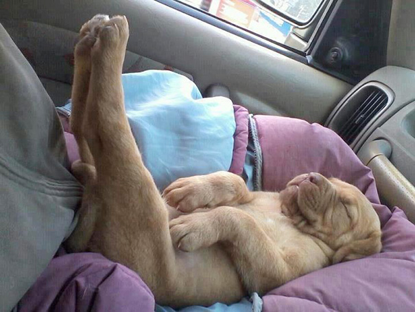 cachorros-perro-durmiendo (14)