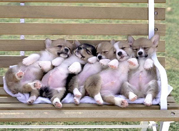 cachorros-perro-durmiendo (18)