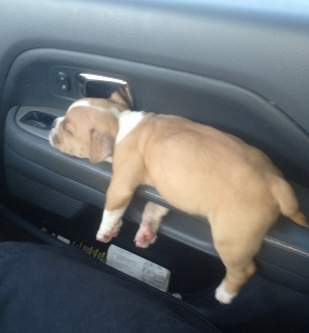 cachorros-perro-durmiendo (19)