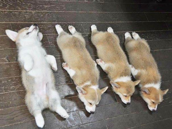 cachorros-perro-durmiendo (2)