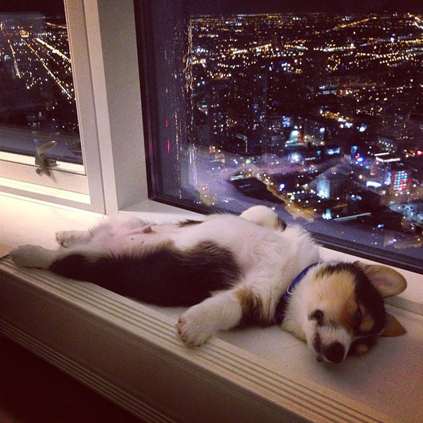 cachorros-perro-durmiendo (3)