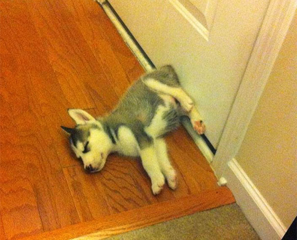 cachorros-perro-durmiendo (4)