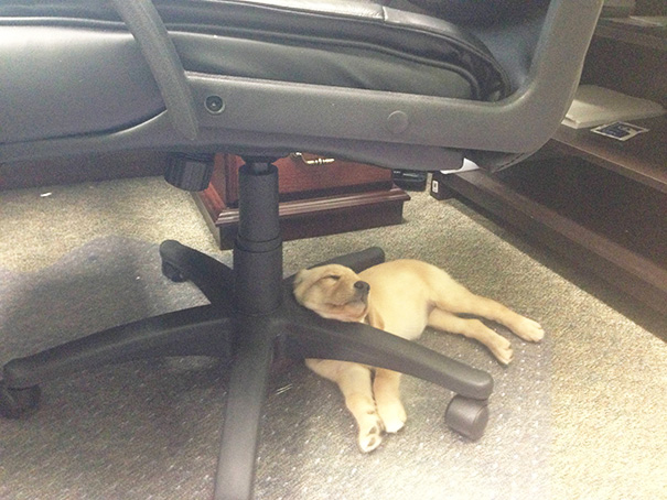 cachorros-perro-durmiendo (5)
