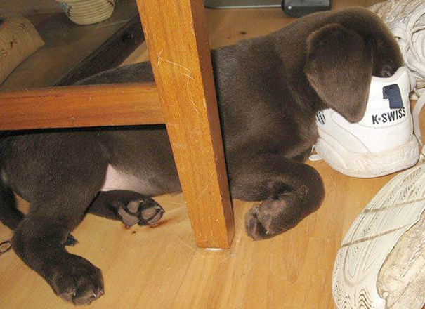 cachorros-perro-durmiendo (8)