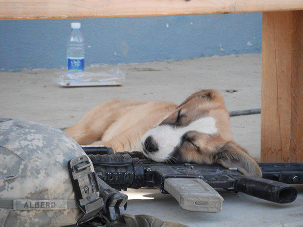 cachorros-perro-durmiendo (9)