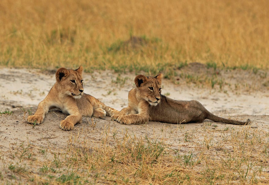 caza-ilegal-cecil-leon-zimbabue-walter-palmer (1)