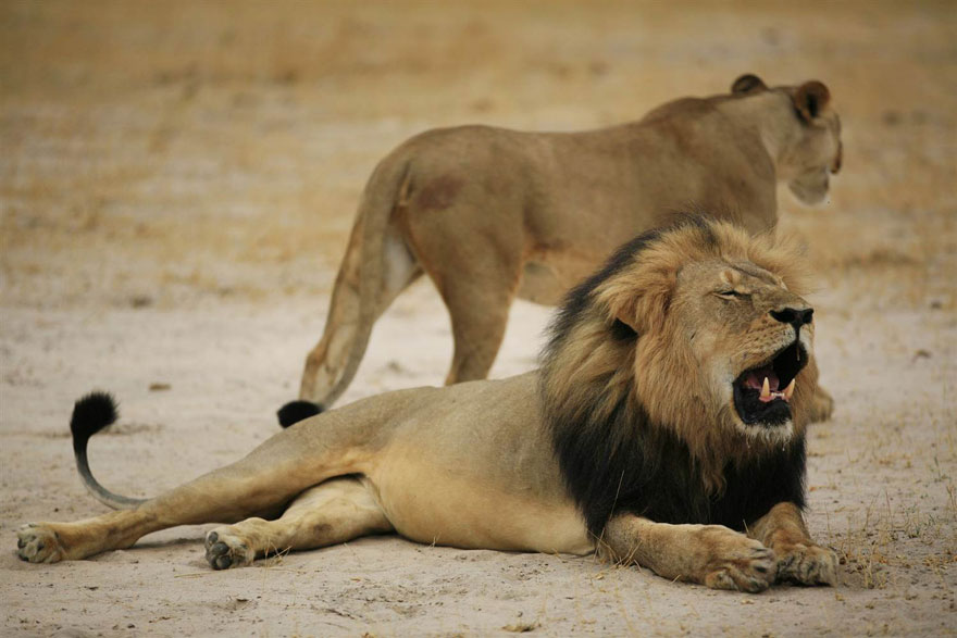caza-ilegal-cecil-leon-zimbabue-walter-palmer (10)