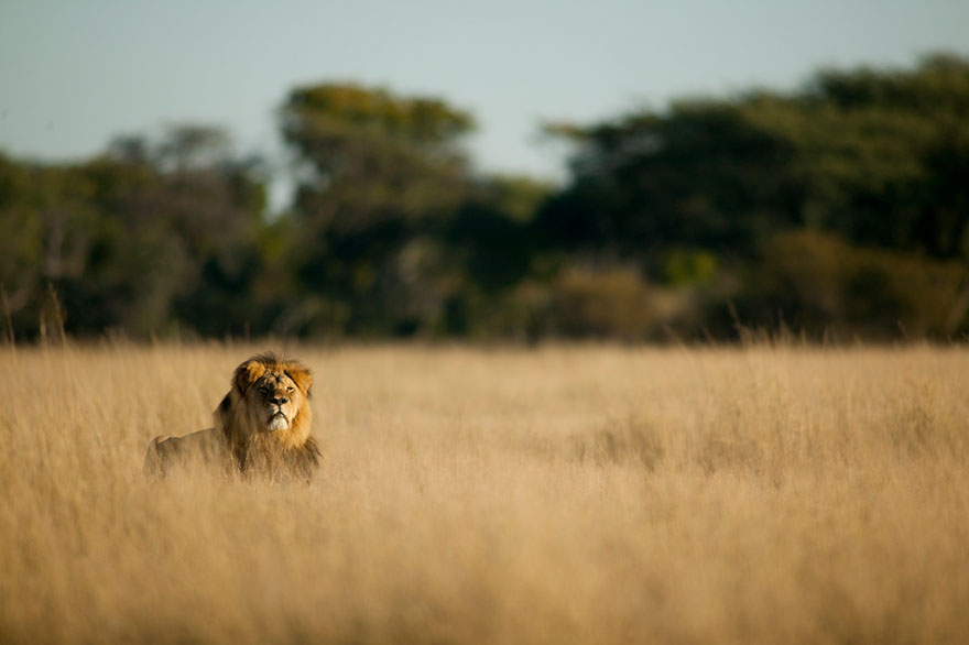 caza-ilegal-cecil-leon-zimbabue-walter-palmer (11)