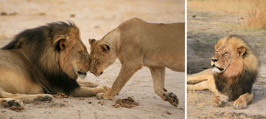 caza-ilegal-cecil-leon-zimbabue-walter-palmer (12)