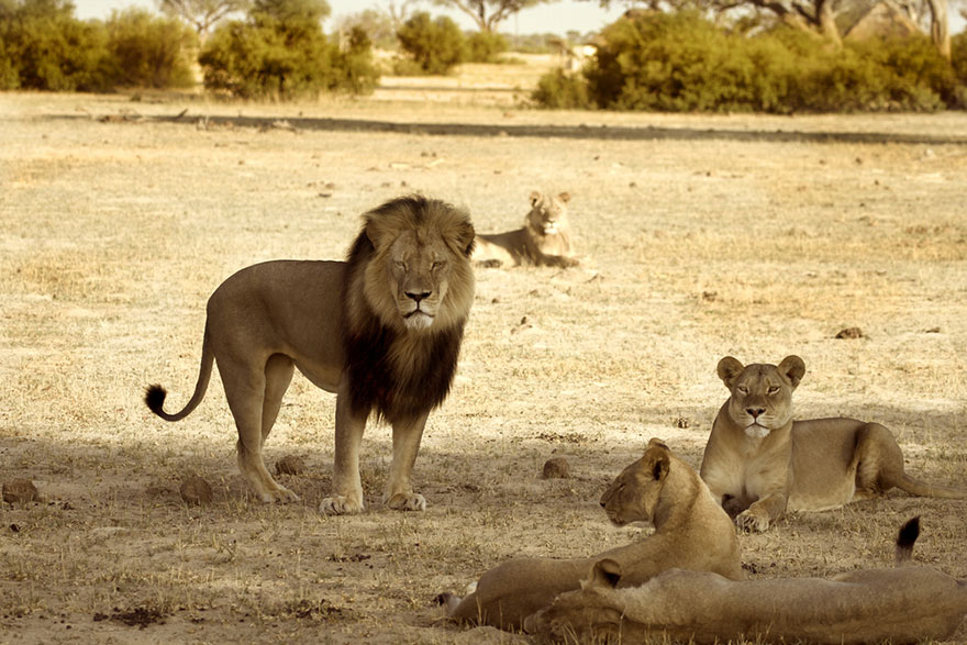 caza-ilegal-cecil-leon-zimbabue-walter-palmer (2)